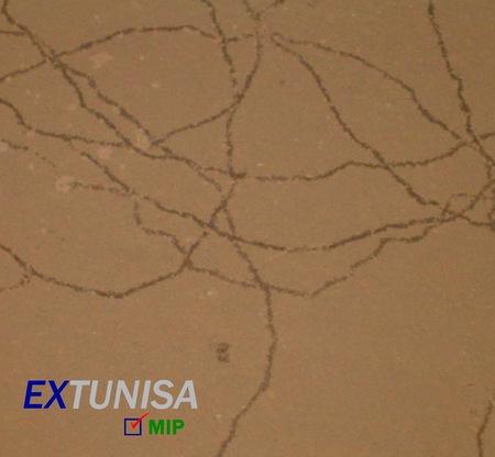 Inspección de grano en transporte marítimo - Image 6