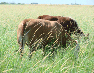 Novillos de 17 meses, 400 kg, marzo 2007. Módulo de intensificación sobre Setaria narok, EEA Reconquista.