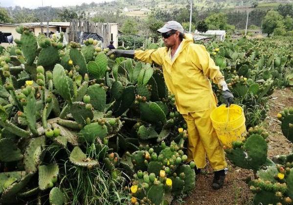 La tuna, un cultivo muy interesante - Image 1