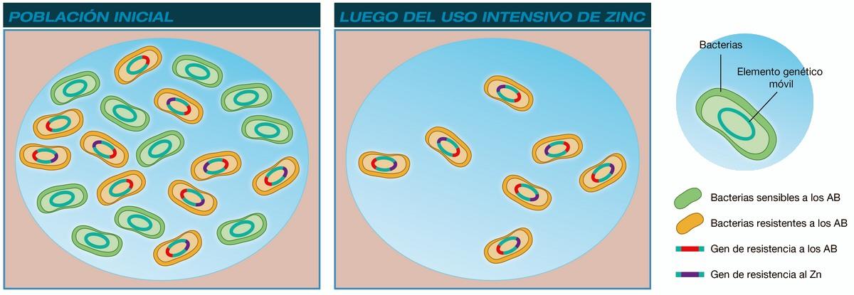 ¿Por qué el cobre y el zinc favorecen la resistencia a los antimicrobianos ? - Image 1