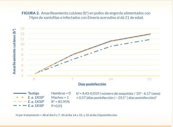 Absorción y depósito de xantofilas en pollos de engorda desafiados con tres diferentes niveles de ooquistes de Eimeria acervulina - Image 3