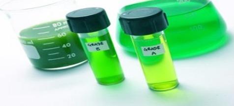 ¿Cuáles son los ingredientes innovadores del futuro en la nutrición animal? - Image 6