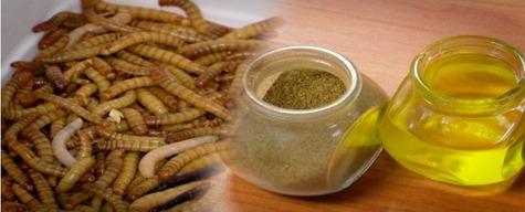 ¿Cuáles son los ingredientes innovadores del futuro en la nutrición animal? - Image 5