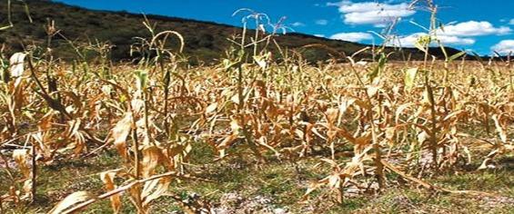 ¿Cuáles son los ingredientes innovadores del futuro en la nutrición animal? - Image 1