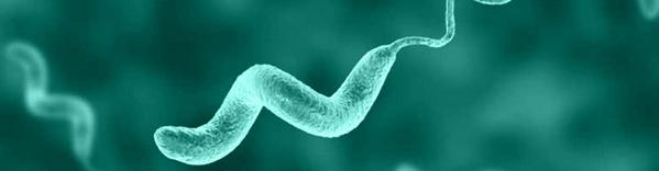 Campylobacter: un patógeno de importancia alimentaria mundial - Image 1