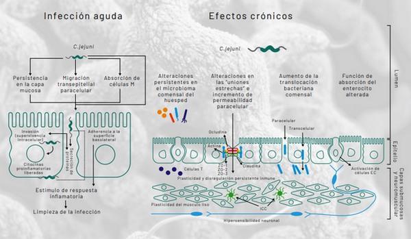 Campylobacter: un patógeno de importancia alimentaria mundial - Image 5