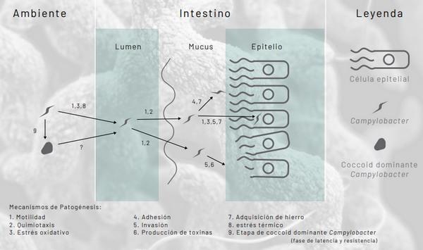 Campylobacter: un patógeno de importancia alimentaria mundial - Image 2