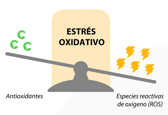 Estrés oxidativo