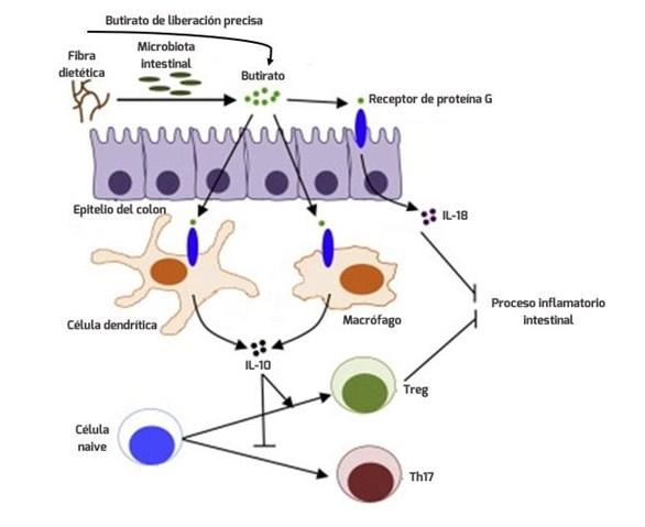 Salud intestinal en la cerda y su impacto en la producción de leche y resultados de la camada - Image 2