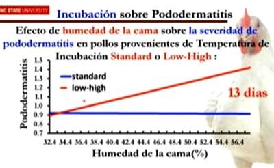 Problemas locomotores en pollos de engorde - Image 5