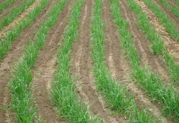 Principios fundamentales del riego por gravedad en el cultivo de caña de azúcar - Image 3