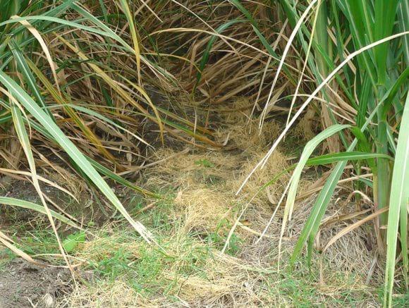 Principios fundamentales del riego por gravedad en el cultivo de caña de azúcar - Image 5