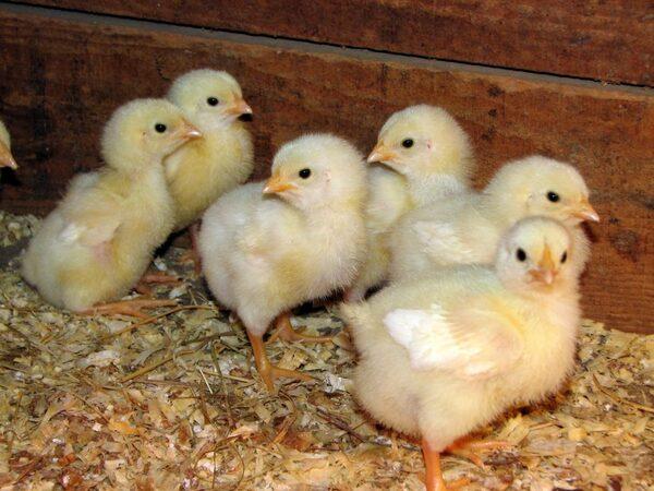 Impacto del plasma secado por spray en la salud intestinal y el rendimiento de los broilers - Image 1