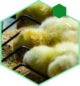 Impacto del plasma secado por spray en la salud intestinal y el rendimiento de los broilers - Image 3
