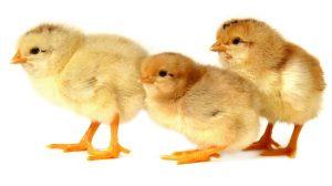Impacto del plasma secado por spray en la salud intestinal y el rendimiento de los broilers - Image 2