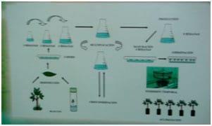 Visión y perspectiva hacia la Embriogénesis Somática - Image 1