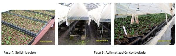 Visión y perspectiva hacia la Embriogénesis Somática - Image 3