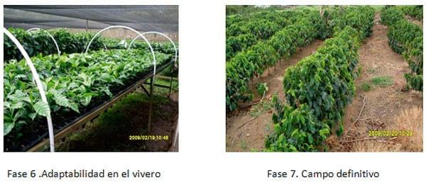 Visión y perspectiva hacia la Embriogénesis Somática - Image 4