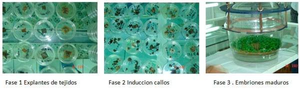 Visión y perspectiva hacia la Embriogénesis Somática - Image 2