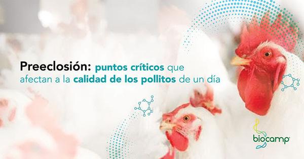 Preeclosión: puntos críticos que afectan a la calidad de los pollitos de un día - Image 1