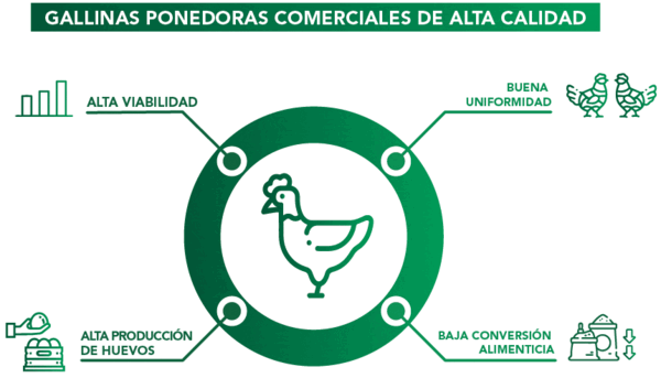 Pos-eclosión: puntos críticos que afectan el desarrollo inicial de las aves - Image 3