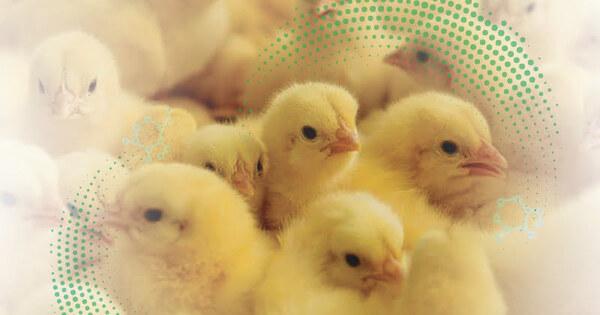 Pos-eclosión: puntos críticos que afectan el desarrollo inicial de las aves - Image 1