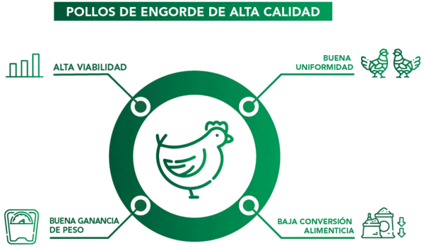 Pos-eclosión: puntos críticos que afectan el desarrollo inicial de las aves - Image 2