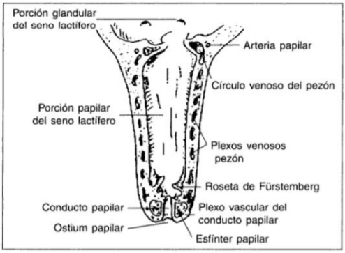 Figura 1.- Estructura del pezón Fuente: (Caravaca et al., 2005)
