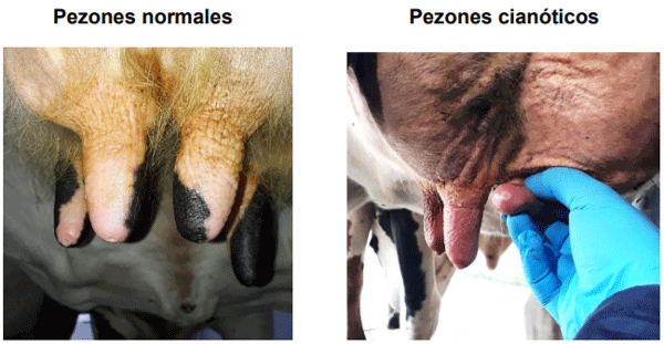 Anexo 3.- Recolección de datos con respecto a la salud del pezón, condiciones físicas agudas – COLOR