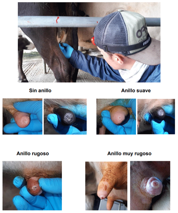 Anexo 6.- Recolección de datos con respecto a la salud del pezón, condiciones físicas crónicas – HIPERQUERATOSIS EN LA PUNTA DEL PEZÓN