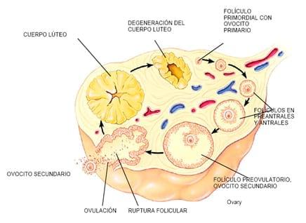 Dinámica folicular bovina - Image 2