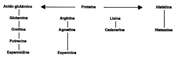 AMINAS BIOGENICAS — NUEVOS INDICADORES QUIMICOS UTILIZADOS COMO CRITERIOS DE CALIDAD EN HARINA DE PESCADO - Image 1