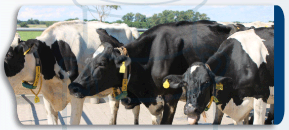 PREVISIÓN DE ESTRÉS CALÓRICO EN BOVINOS DE LECHE RECOMENDACIONES DE MANEJO - Image 3