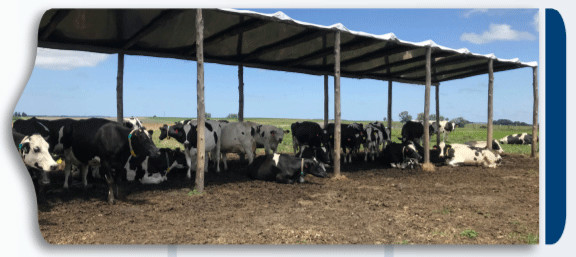 PREVISIÓN DE ESTRÉS CALÓRICO EN BOVINOS DE LECHE RECOMENDACIONES DE MANEJO - Image 1