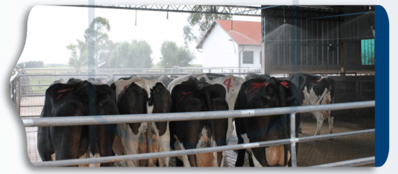 PREVISIÓN DE ESTRÉS CALÓRICO EN BOVINOS DE LECHE RECOMENDACIONES DE MANEJO - Image 2