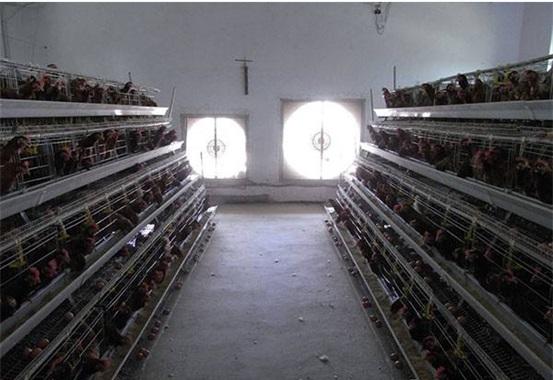 ¿Cómo evitar de forma segura el estrés de calor en las gallinas ponedoras - Image 2