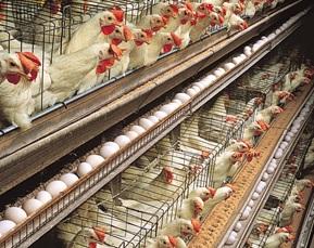 ¿Cómo evitar de forma segura el estrés de calor en las gallinas ponedoras - Image 1