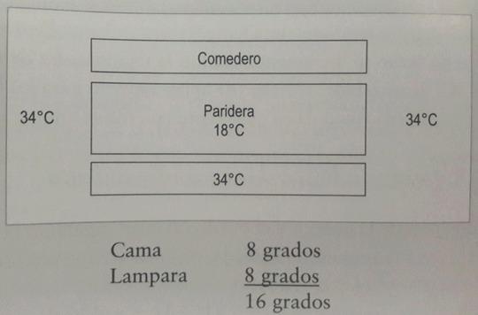 Manejo de la cerda lactante - Image 1