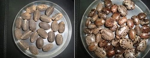 Evaluación del efecto de la activación de genes de resistencia contra patógenos en plantas de soya con concentraciones modificadas de ácidos jasmonico a partir de biofermentados de Jatropha Curcas (piñón) y Ricinos communis (higuerilla) - Image 2