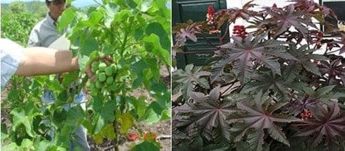 Evaluación del efecto de la activación de genes de resistencia contra patógenos en plantas de soya con concentraciones modificadas de ácidos jasmonico a partir de biofermentados de Jatropha Curcas (piñón) y Ricinos communis (higuerilla) - Image 1