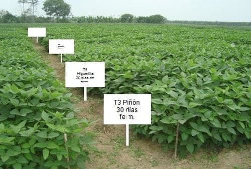 Evaluación del efecto de la activación de genes de resistencia contra patógenos en plantas de soya con concentraciones modificadas de ácidos jasmonico a partir de biofermentados de Jatropha Curcas (piñón) y Ricinos communis (higuerilla) - Image 5
