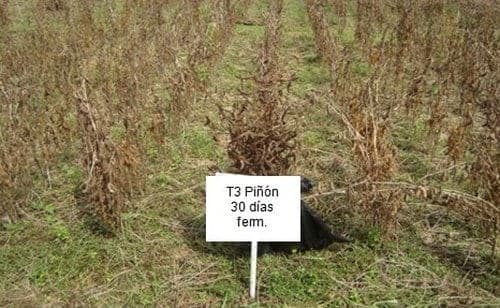 Evaluación del efecto de la activación de genes de resistencia contra patógenos en plantas de soya con concentraciones modificadas de ácidos jasmonico a partir de biofermentados de Jatropha Curcas (piñón) y Ricinos communis (higuerilla) - Image 7