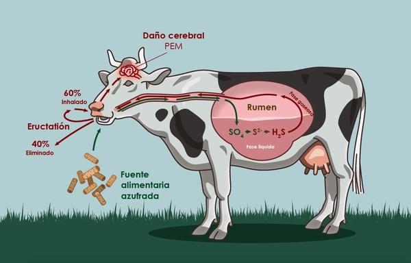 Azufre en rumiantes: la dosis hace el veneno - Image 1