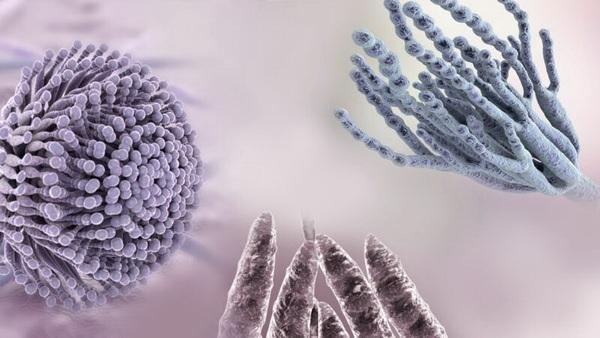 Micotoxinas: ¡un contrincante a tener en cuenta! - Image 1