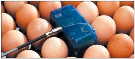 Incubación con mediciones manuales de la temperatura de la cáscara del huevo - Image 1