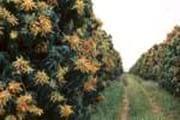 Importancia de la poda y la polinización de las flores, en la productividad del mango - Image 1