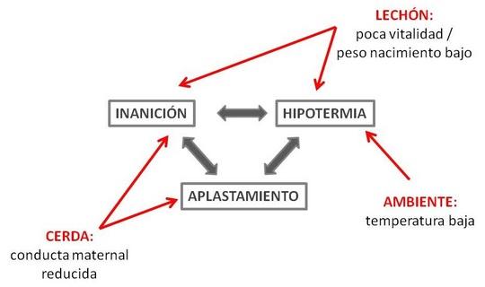 Mortalidad neonatal en lechones - Image 1
