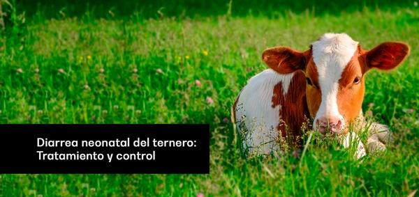 Diarrea Neonatal Del Ternero: Tratamiento y Control (parte 1) - Image 1