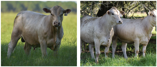 Ventajas del Angus Blanco