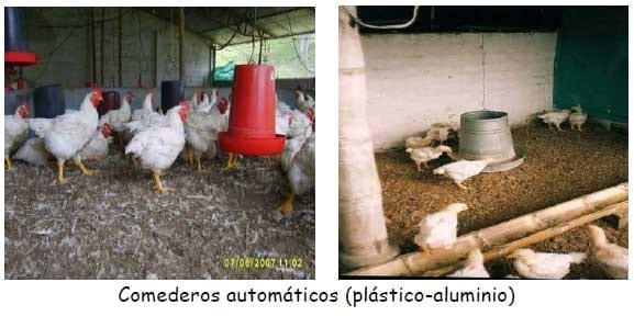 Manual práctico del pequeño productor de pollos de engorde - Image 7